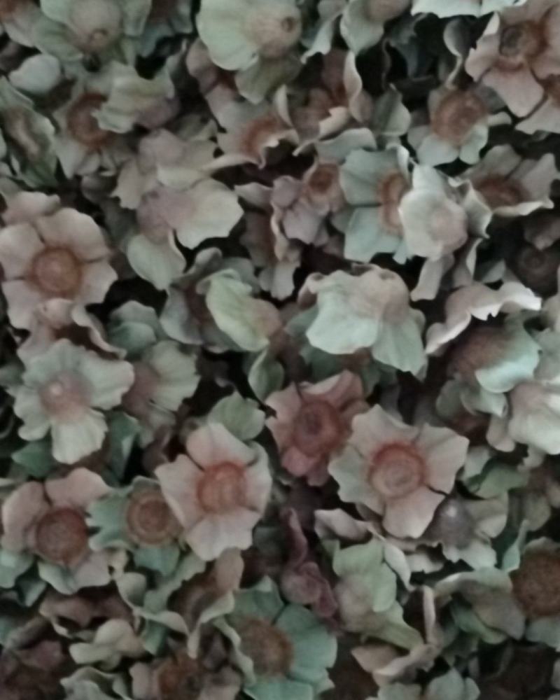 柿子蹄嫩里，老里