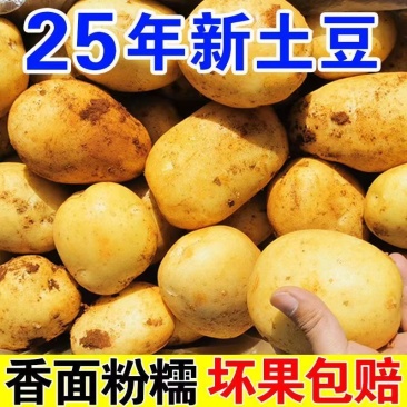 岚县大土豆