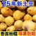 岚县大土豆