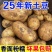 岚县大土豆