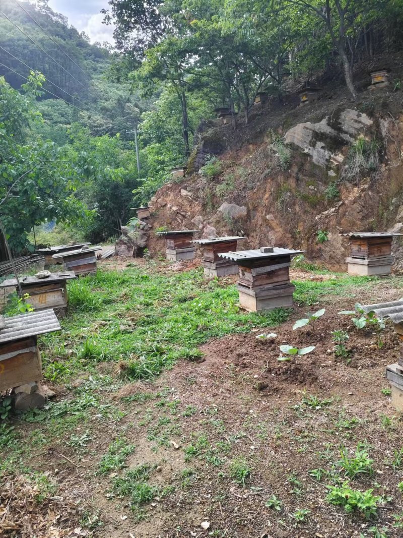 秦岭南坡土蜂蜜