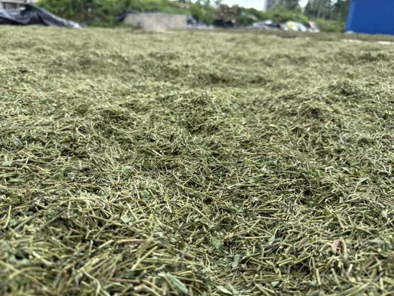 鸡骨草