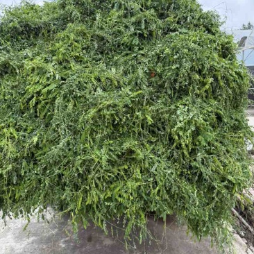 鸡骨草