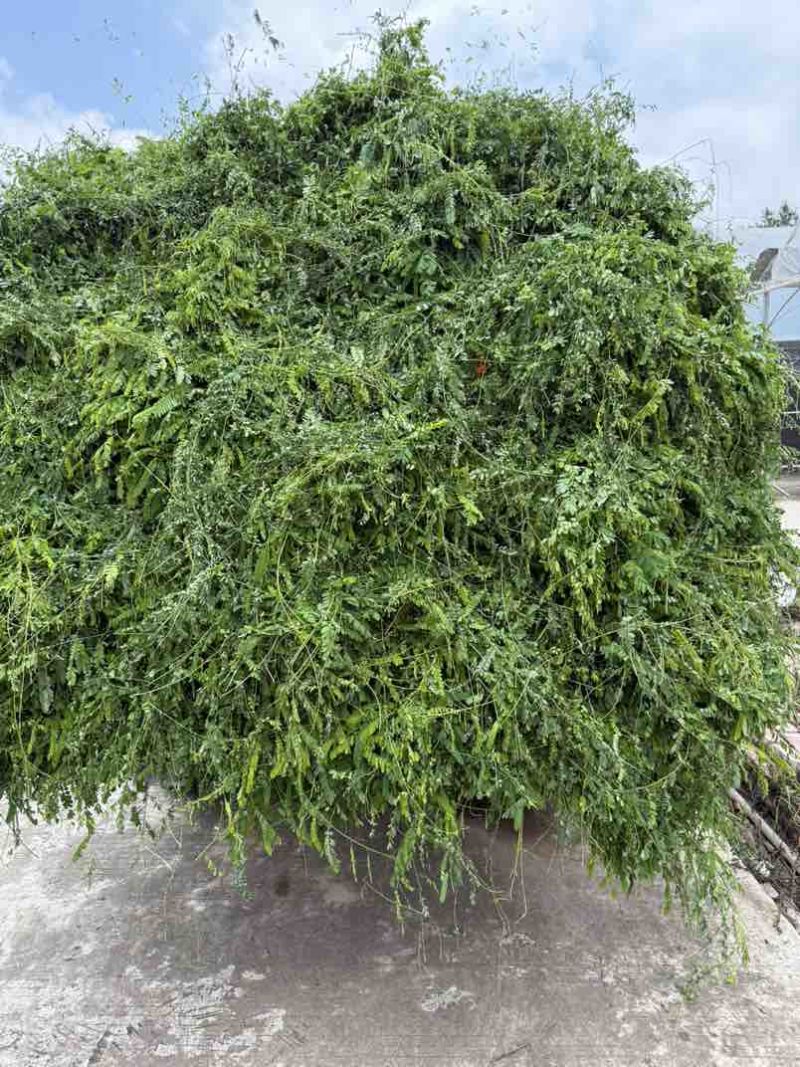 鸡骨草