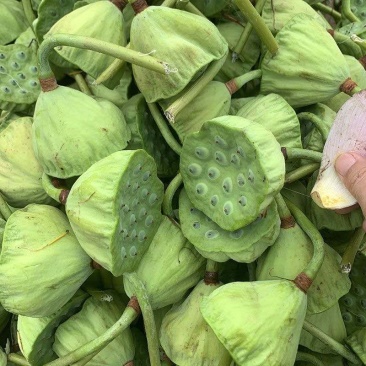 水果莲蓬