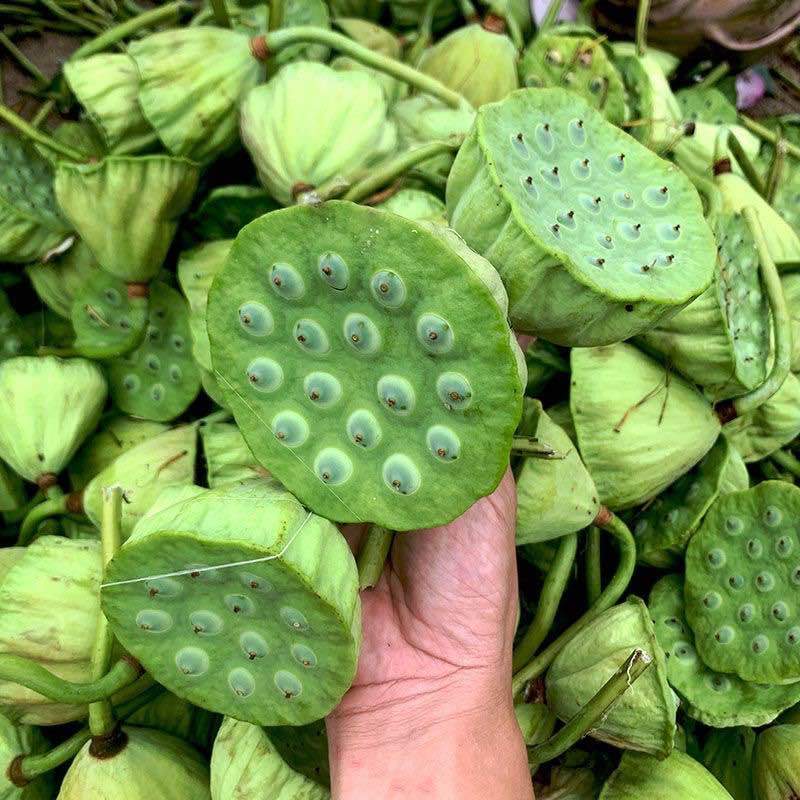 水果莲蓬