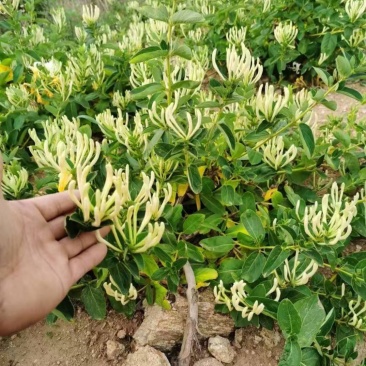 精品金银花苗货源充足质量保证量大从优质量保证欢迎咨询