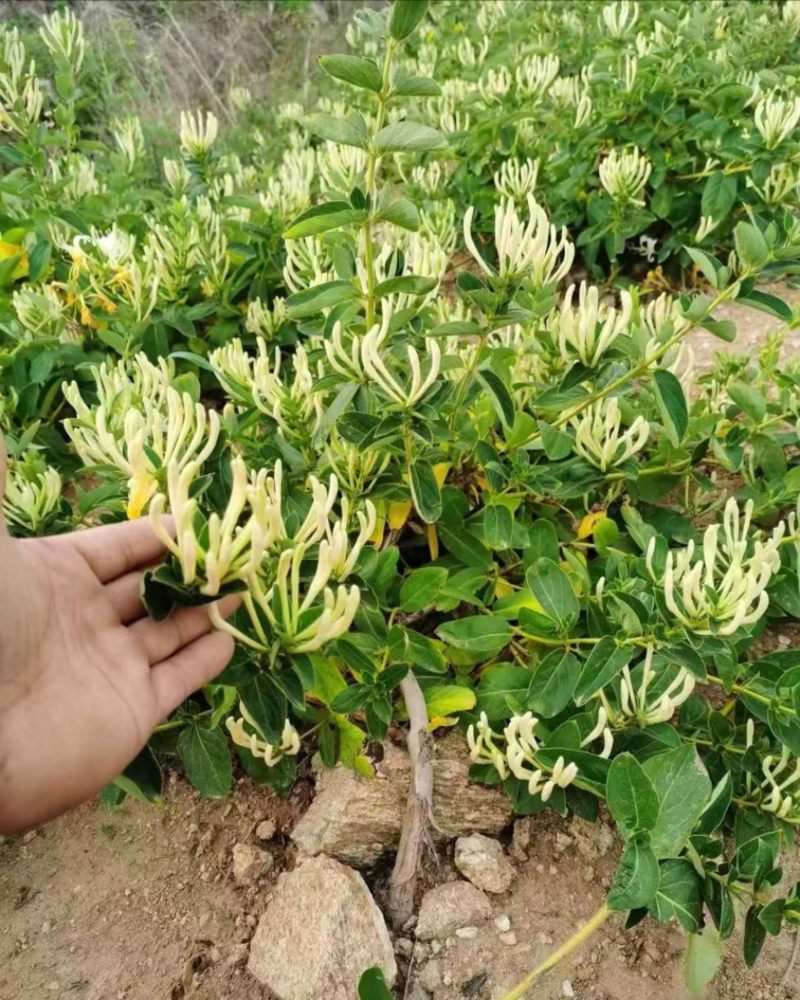 精品金银花苗货源充足质量保证量大从优质量保证欢迎咨询
