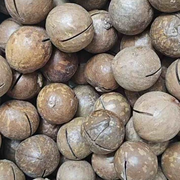 夏威夷果批发