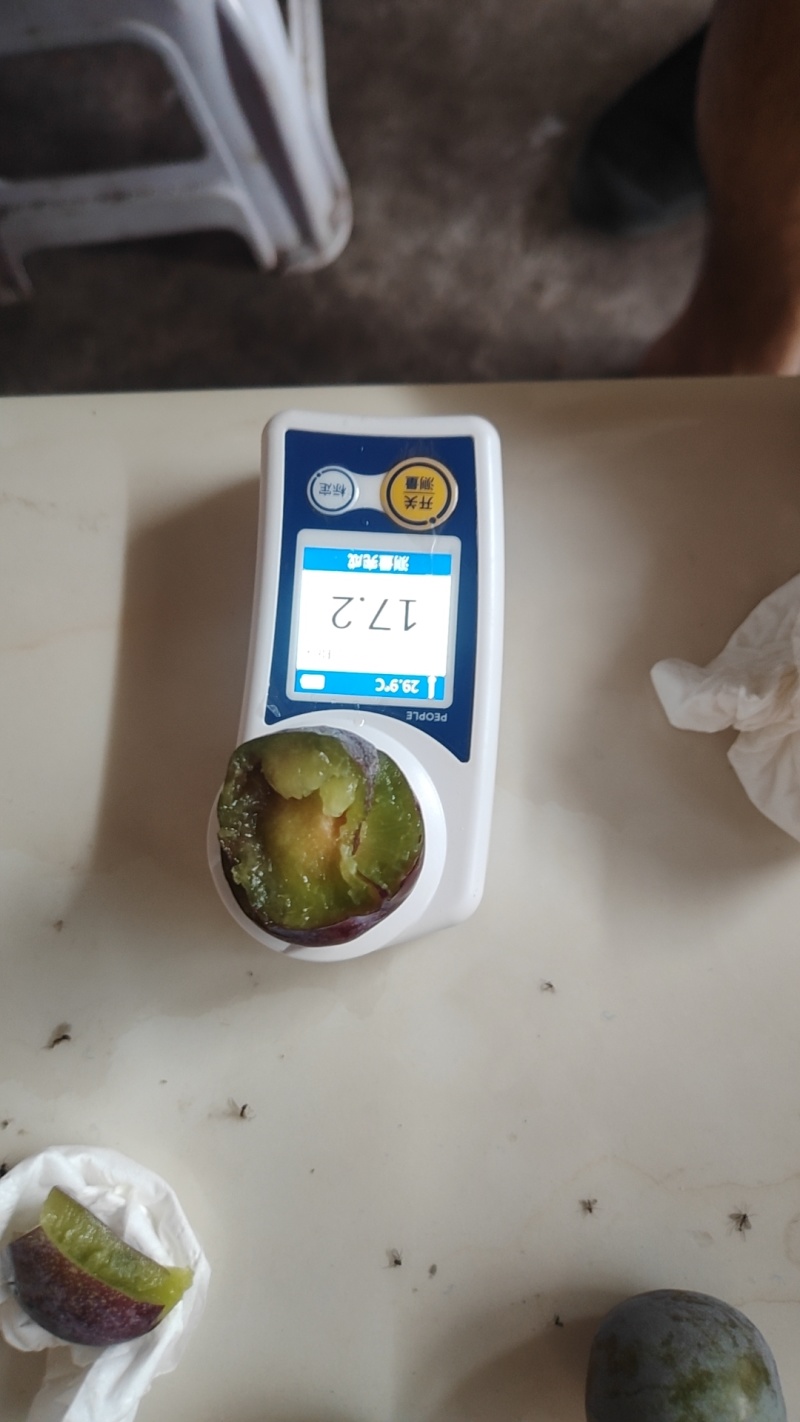 王月脆李