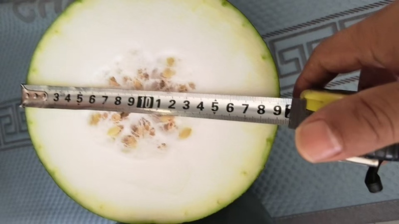 黑皮冬瓜，黑将军12斤起步