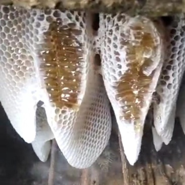 正宗产于云南保山土蜂蜜