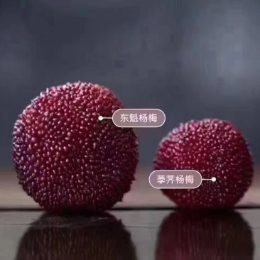 仙居杨梅