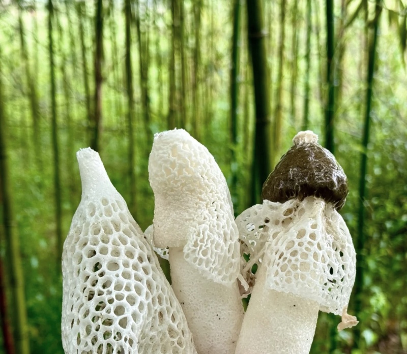 本地种植竹荪