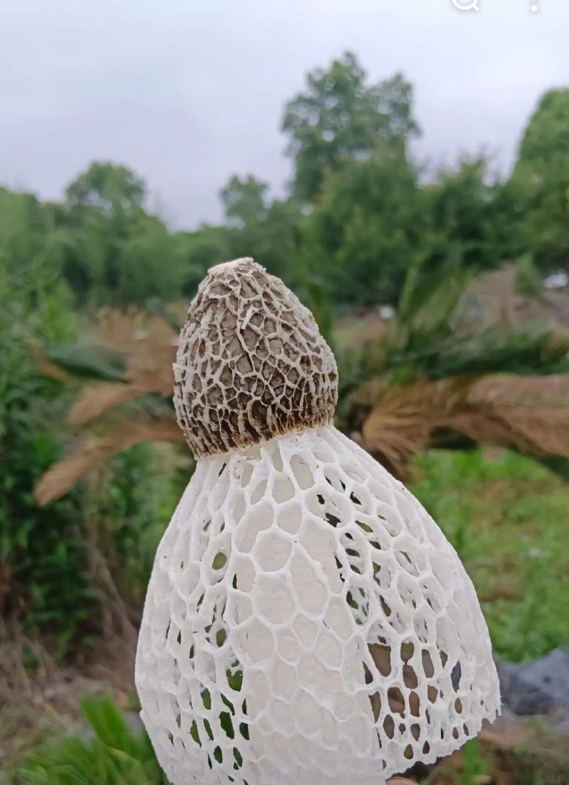 本地种植竹荪