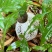 本地种植竹荪