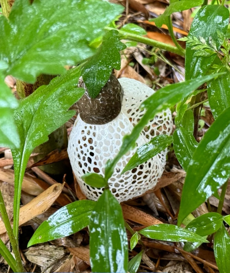 本地种植竹荪
