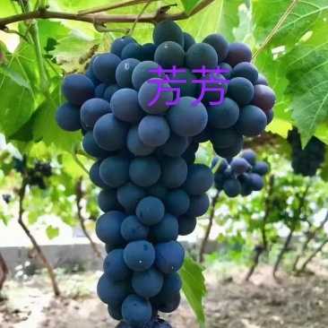 昌黎玫瑰香葡萄