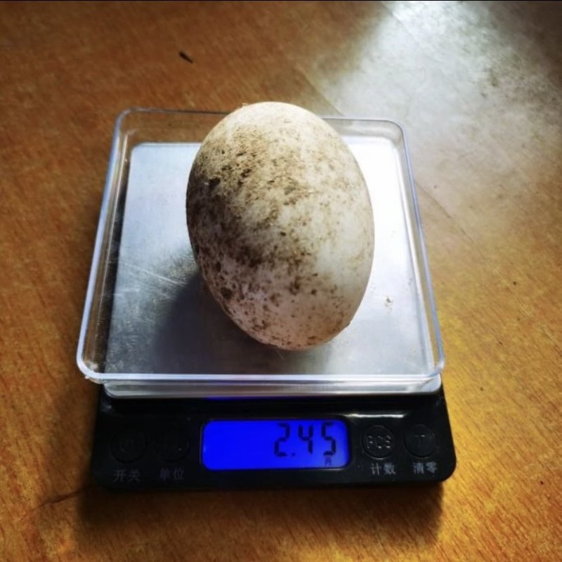 广东马岗鹅鲜鹅蛋