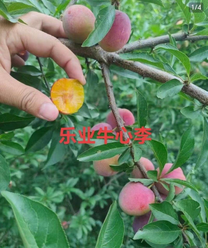 乐业高山牛心李