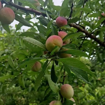 乐业高山牛心李