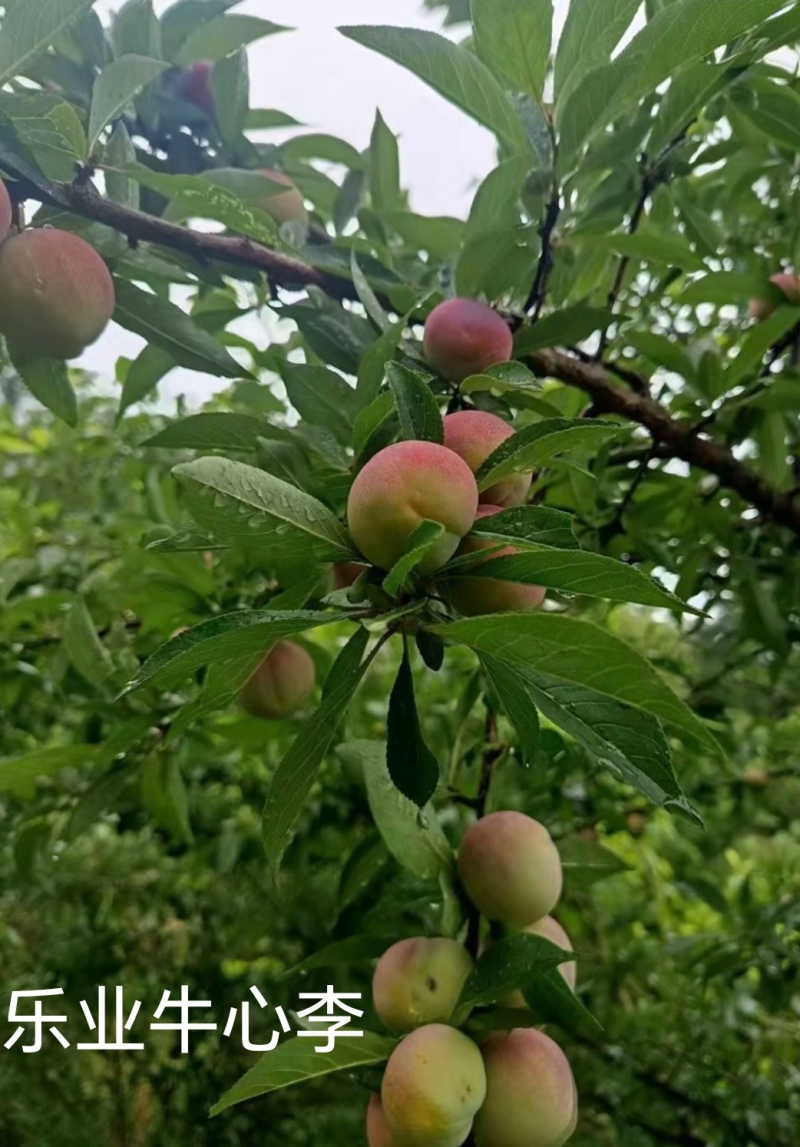 乐业高山牛心李