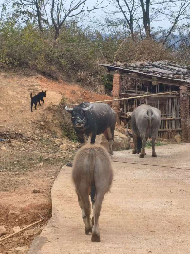 广东梅州自家养六头牛出货