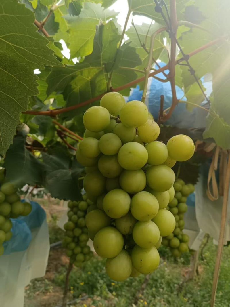 云南阳光玫瑰