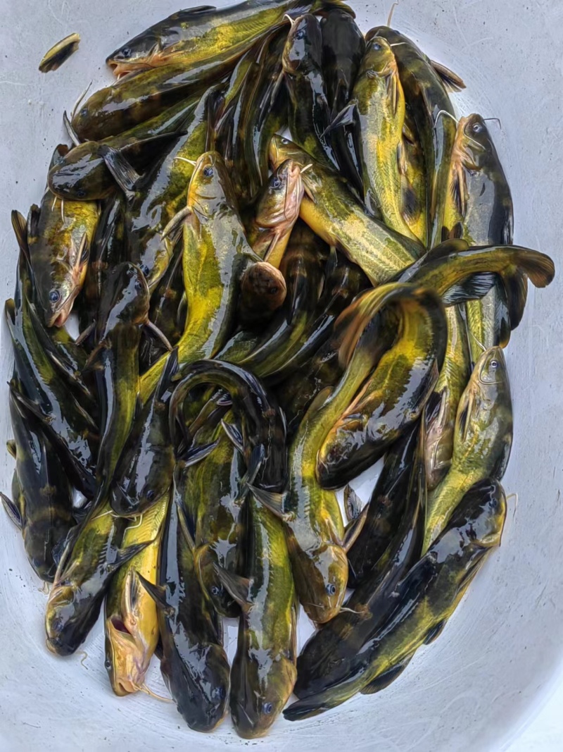 黄辣丁