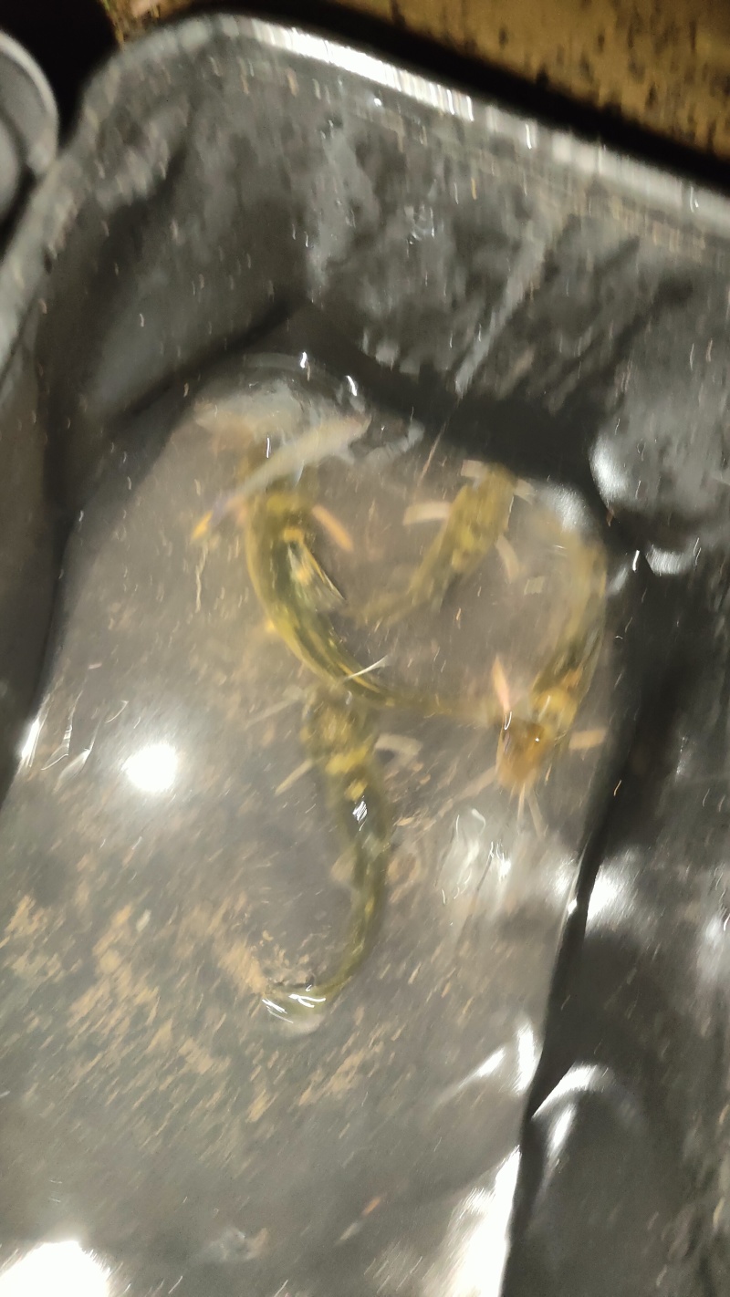 黄辣丁