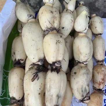 江浙沪莲藕种植大量批发