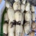 江浙沪莲藕种植大量批发