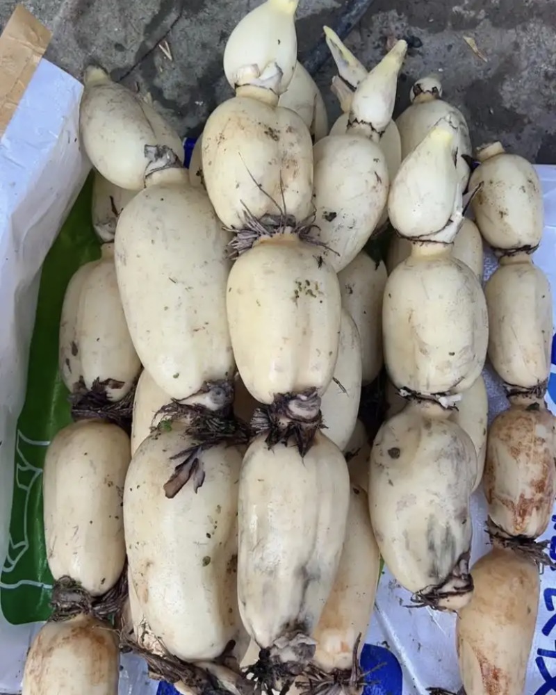 江浙沪莲藕种植大量批发