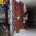 黑叶荔枝