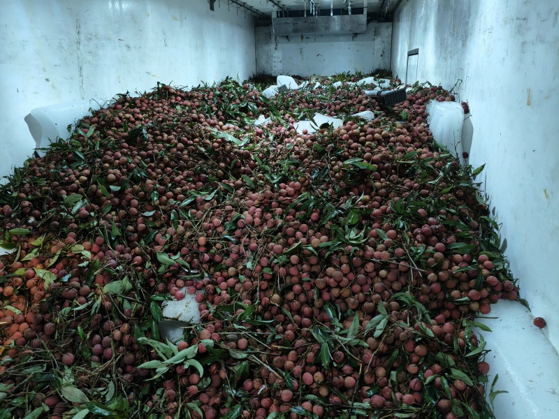 黑叶荔枝