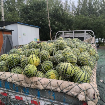 西瓜通货