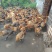 散养肉鸡
