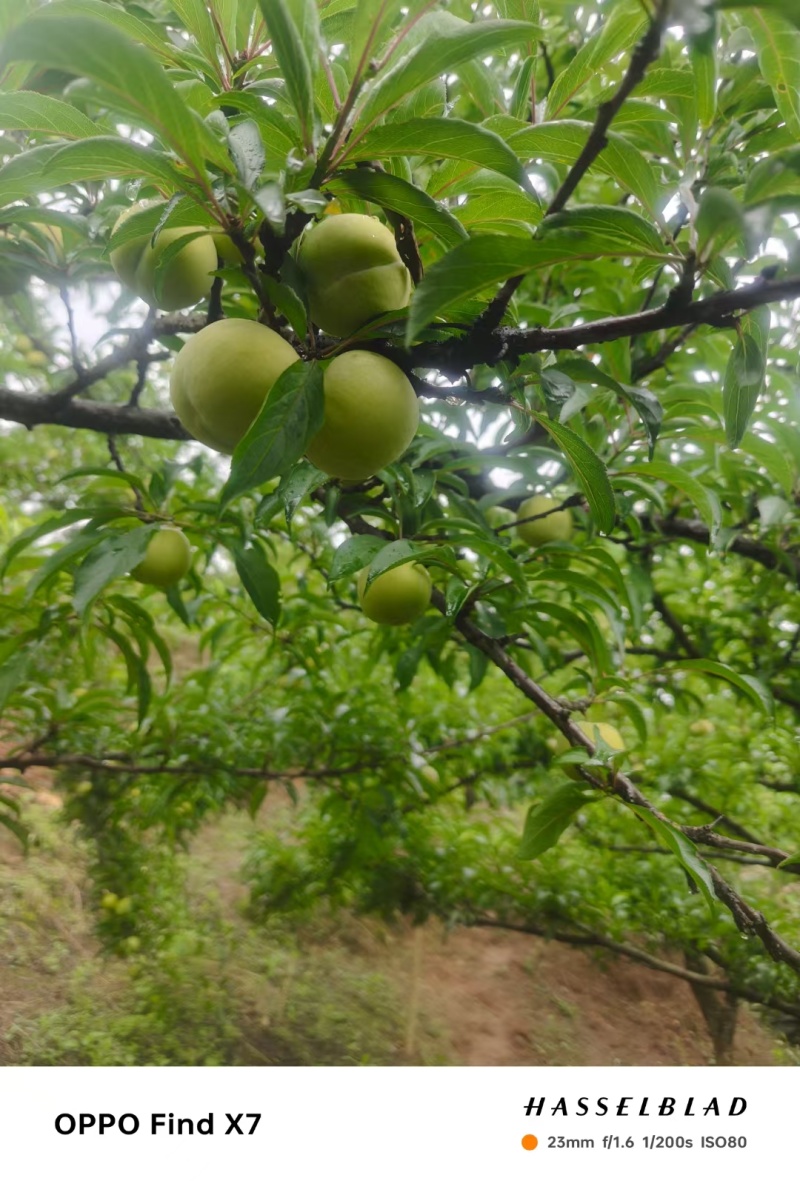 蜂糖李