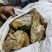 熟鸭架15吨