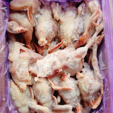 二级8只三黄鸡