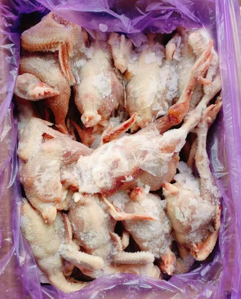 二级8只三黄鸡