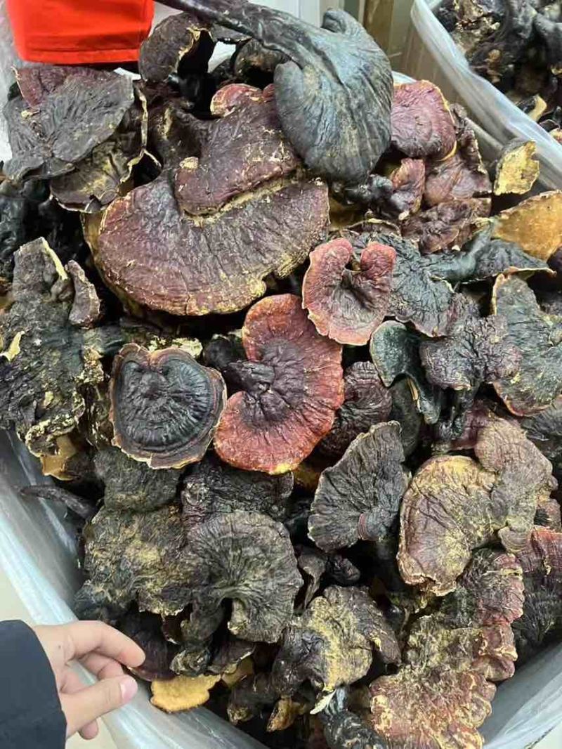 西藏***白肉灵