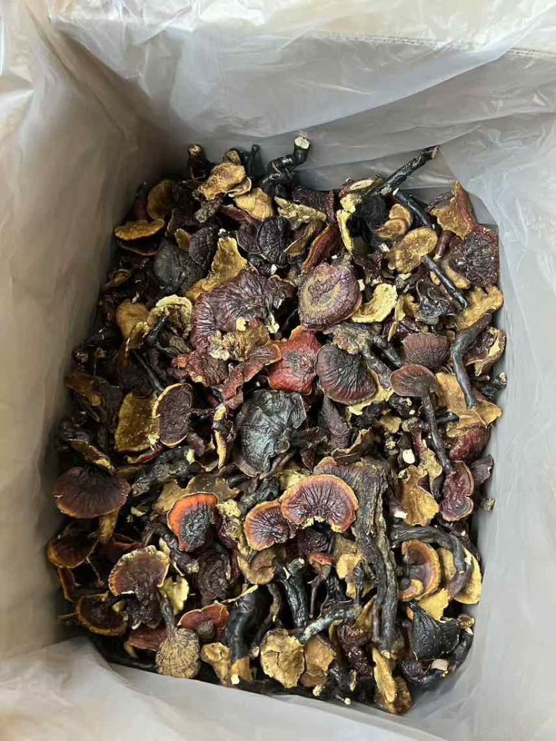 西藏***白肉灵