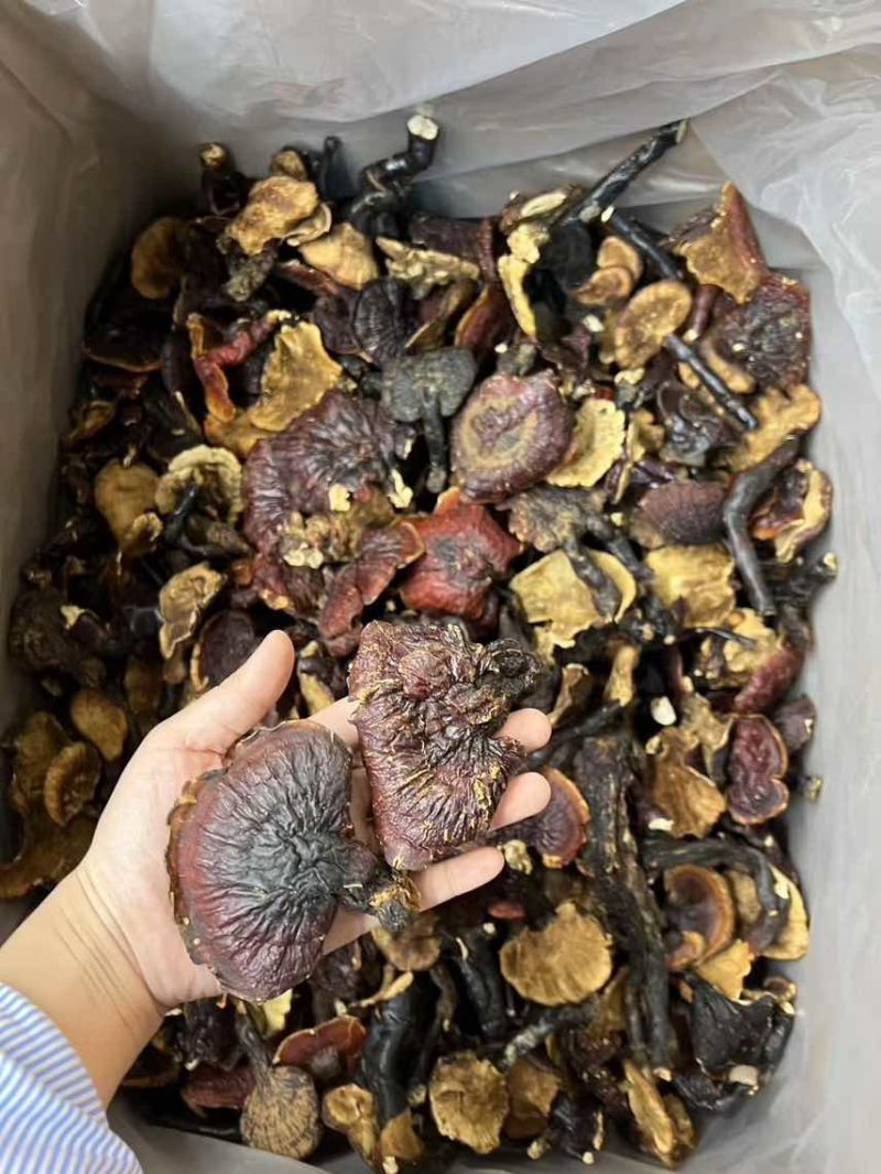 西藏***白肉灵