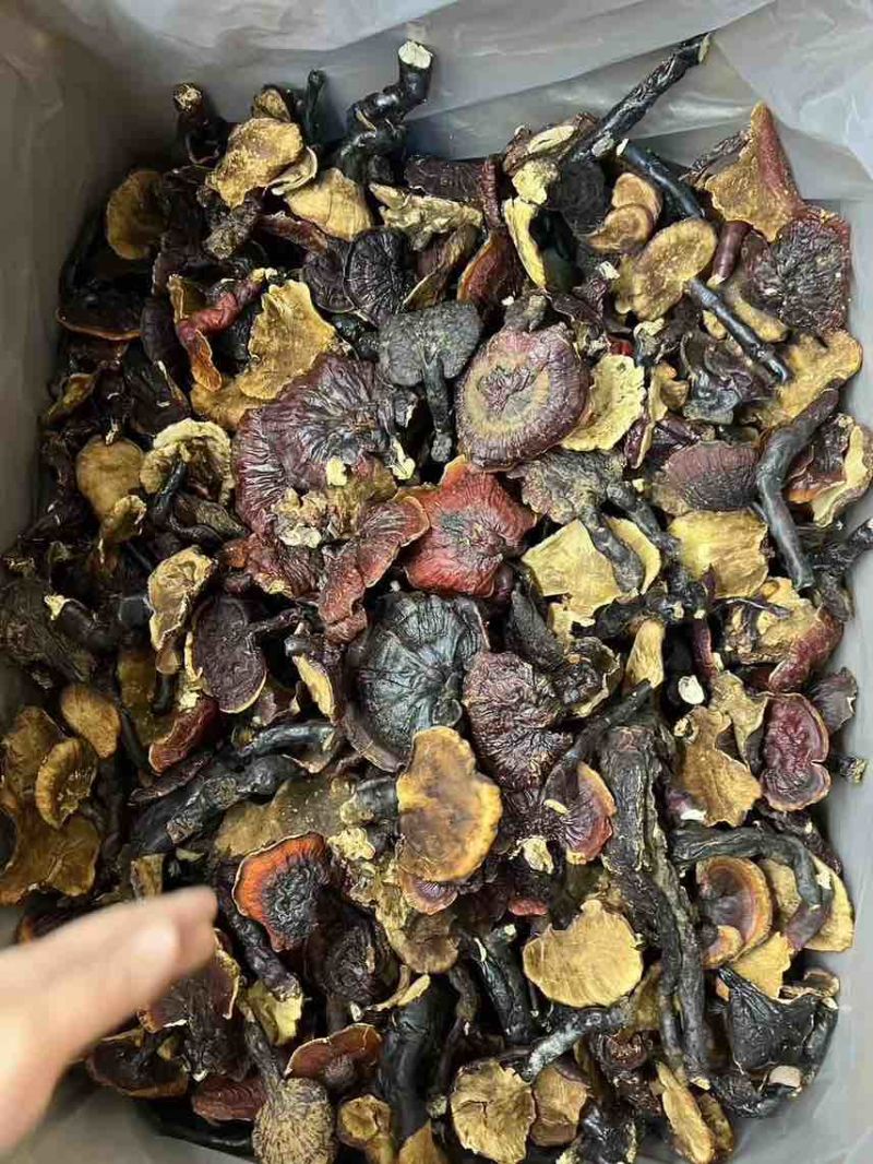 西藏***白肉灵