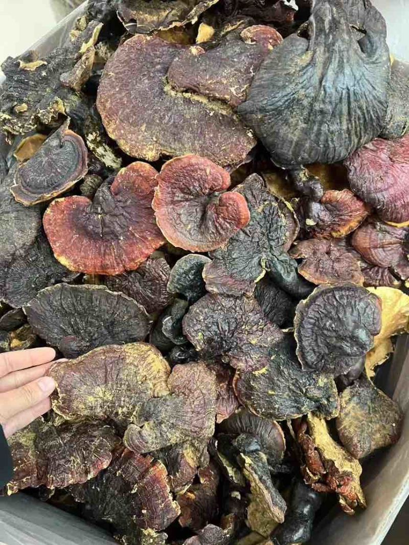 西藏***白肉灵