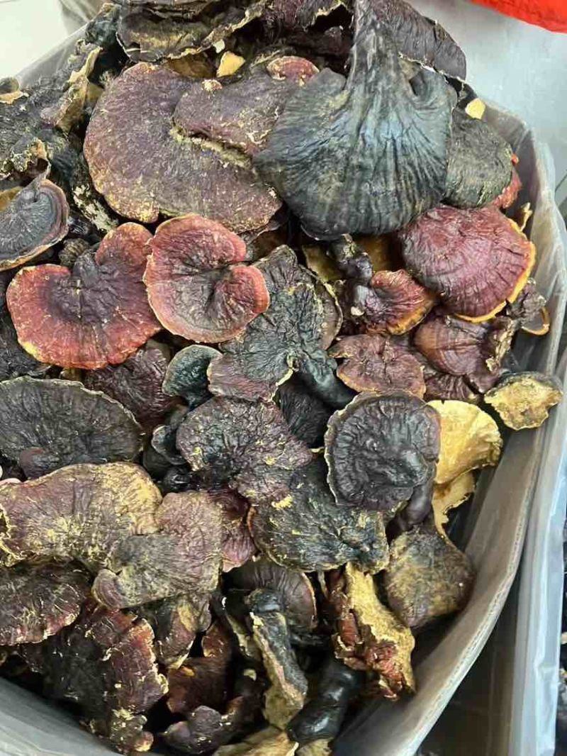 西藏***白肉灵