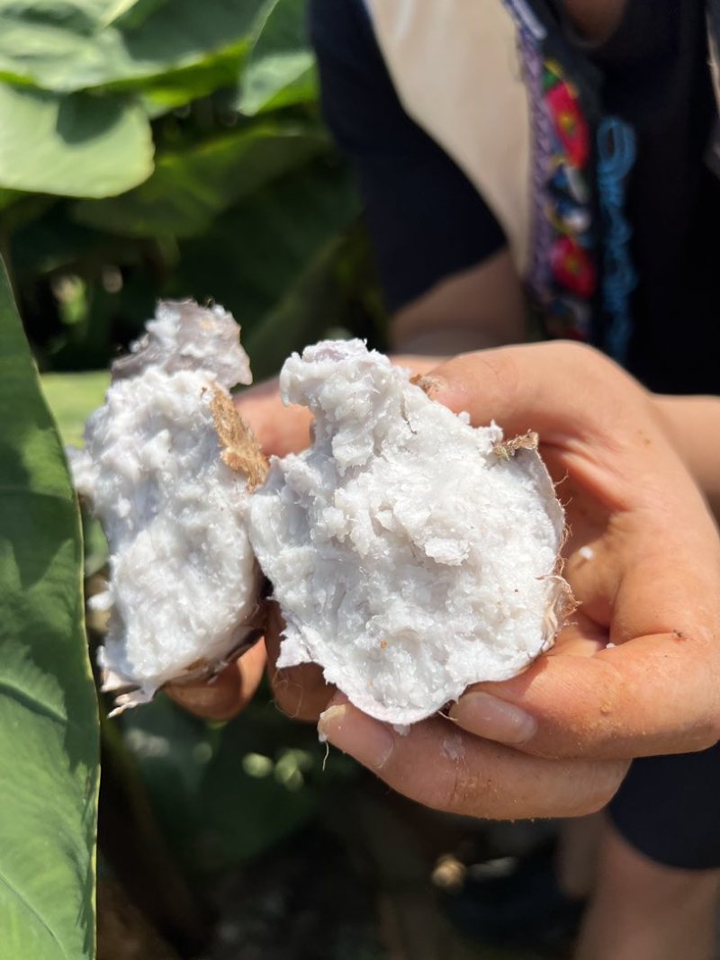 云南高山红土精品牛奶芋头