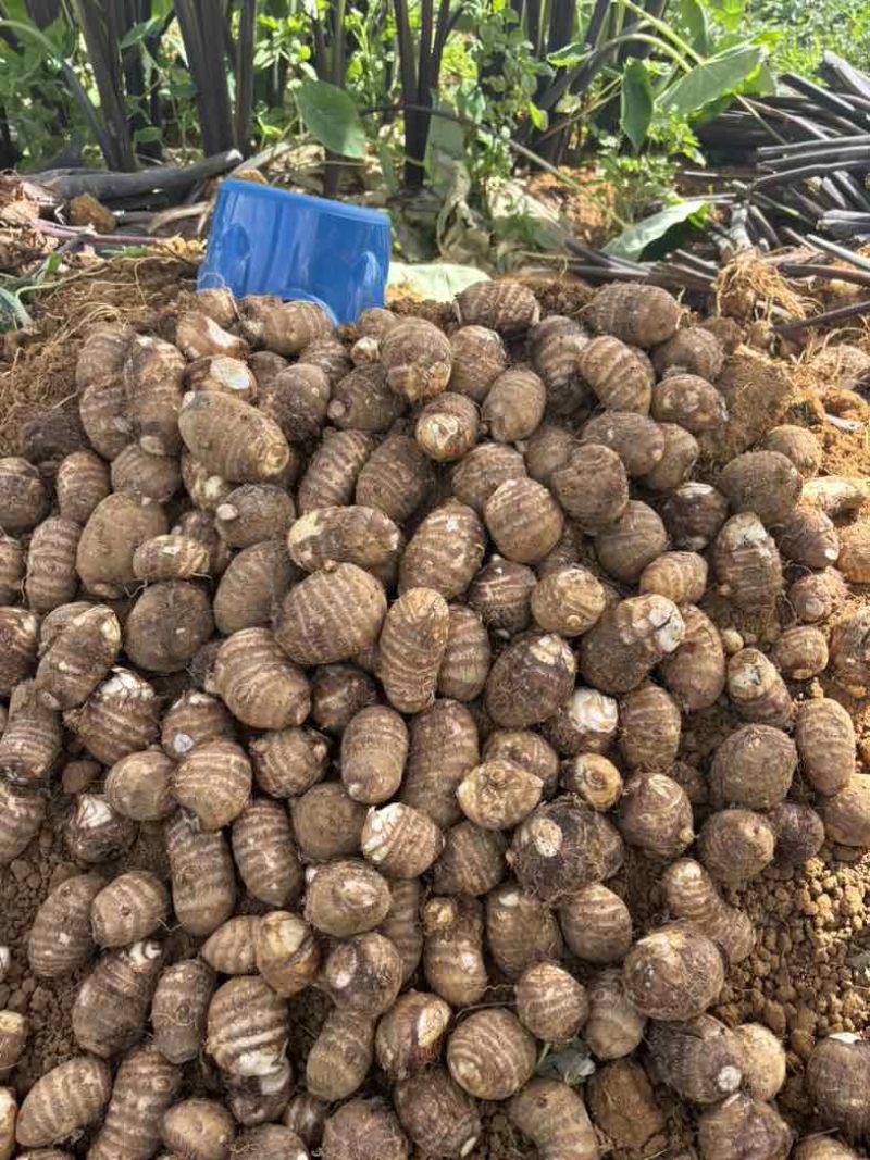 云南高山红土精品牛奶芋头
