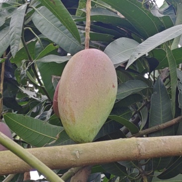 金煌芒，贵妃芒